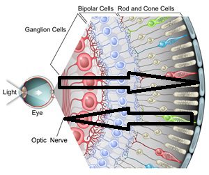 retina