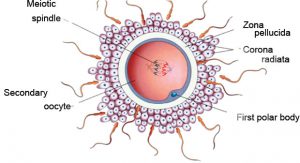 oocyt invasie embryogenese http;//www.embryologisch.nl