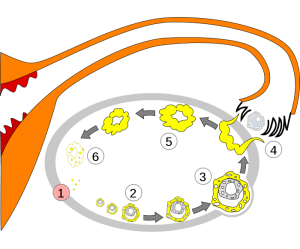 www.embryologisch.nl sprong naar buiten wereld